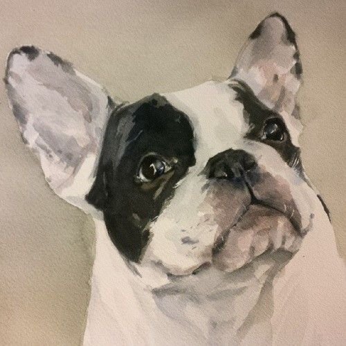 Французский бульдог акварелью