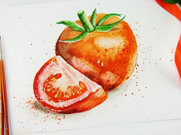 Томат акварель