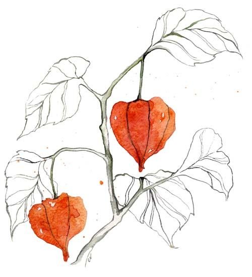 Физалис Ботанический рисунок