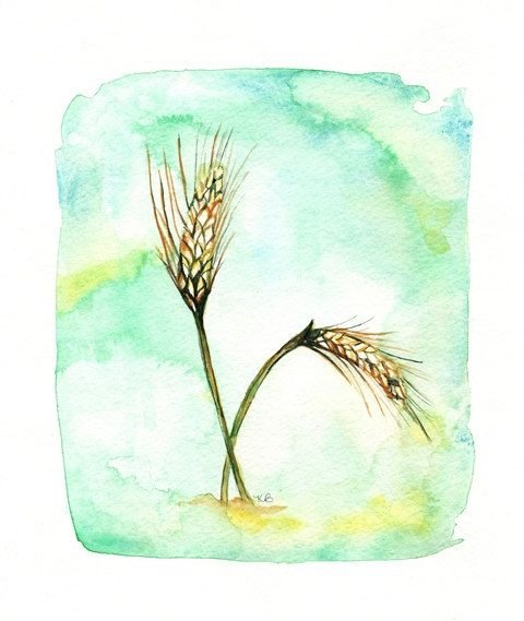 Колосья пшеницы акварель