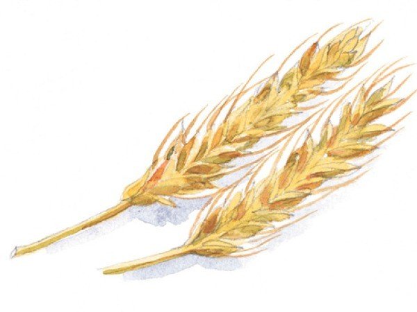 Колосья живопись