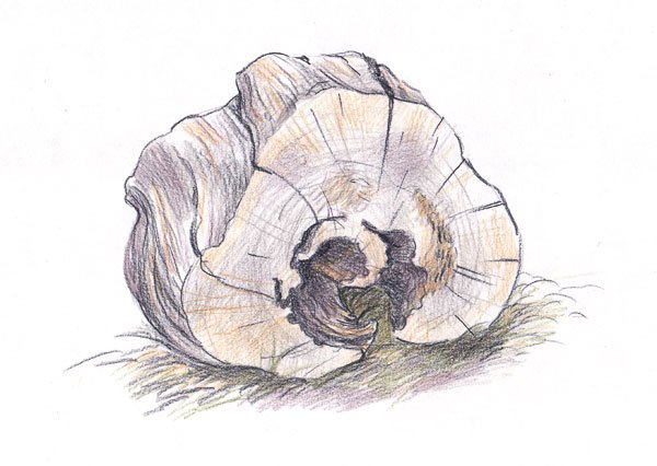 Зарисовки крупных камней пней интересной формы