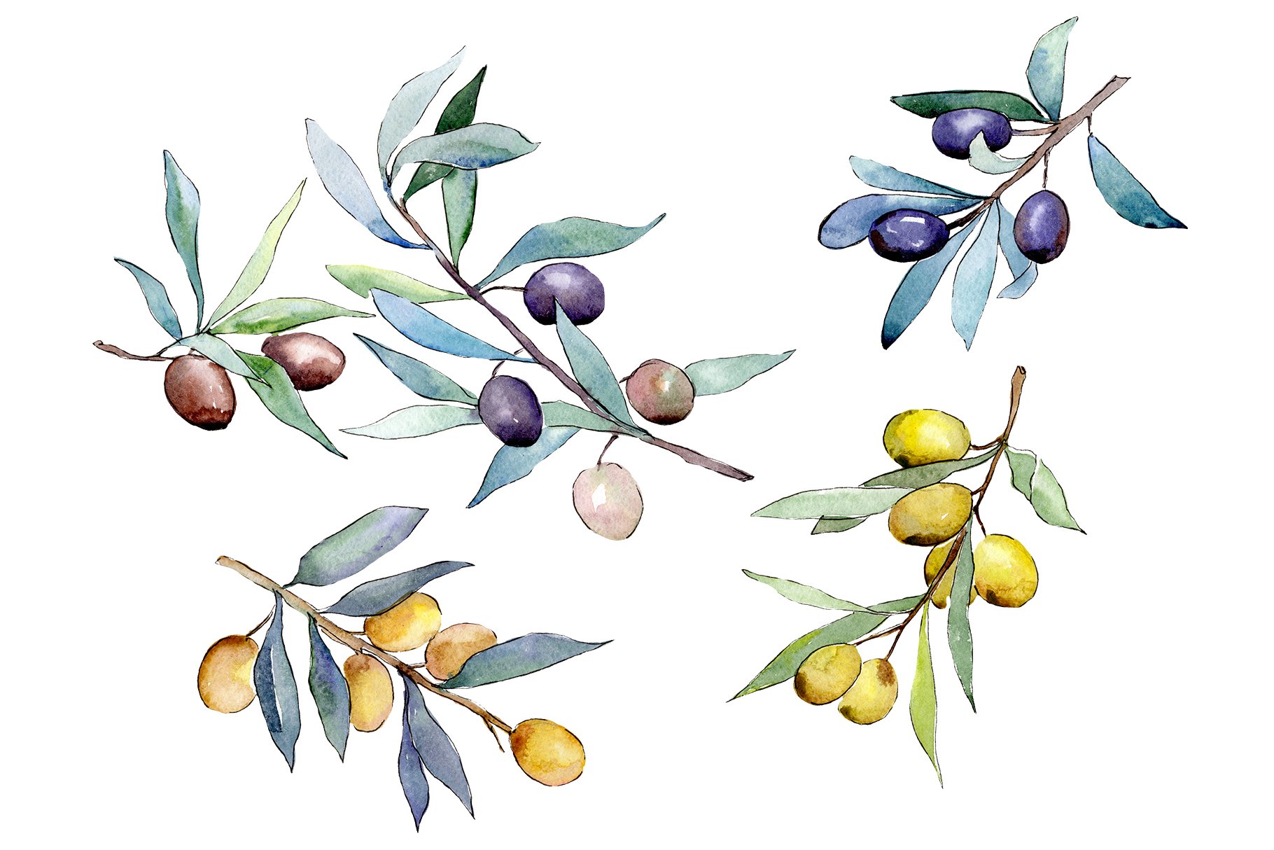 Оливковые веточки акварель