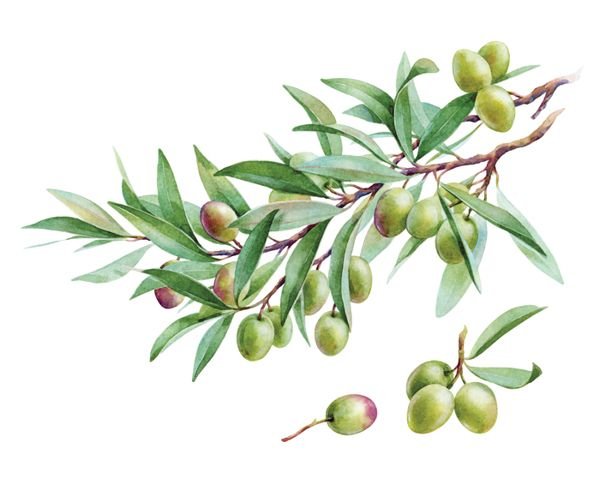 Оливки акварель