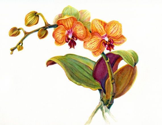 Орхидея рисунок