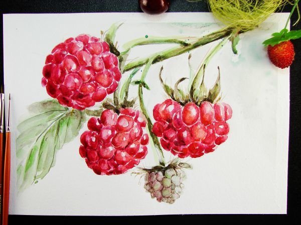 Нарисовать малину акварелью