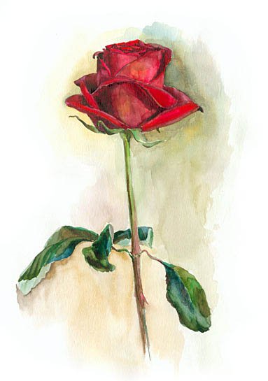 Красная роза акварелью для начинающих