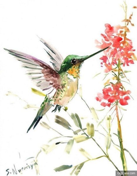 Колибри акварель