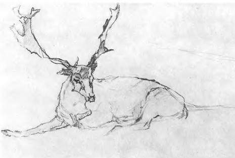 Олень лежит рисунок