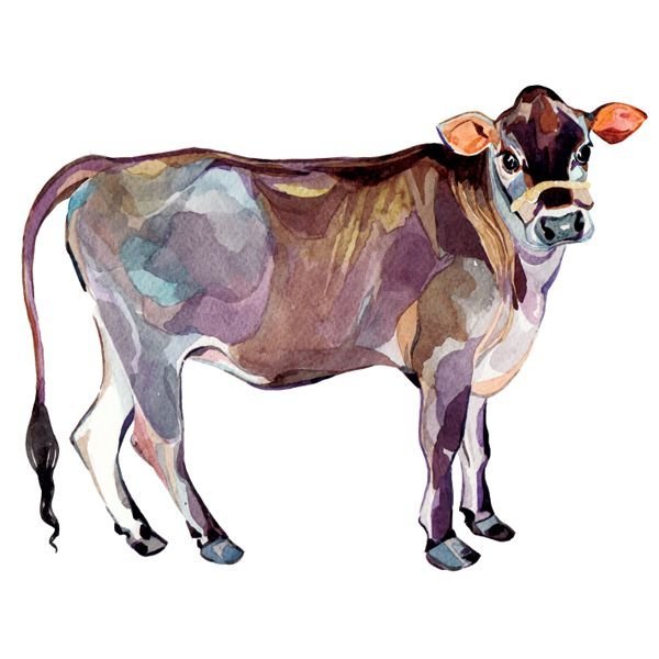 Мычащая корова акварель