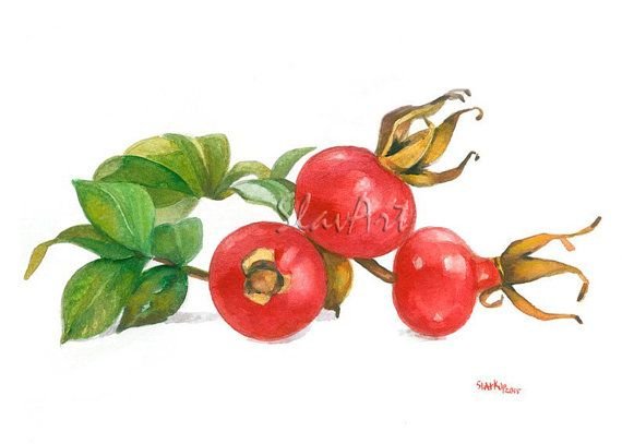 Ягоды шиповника акварель