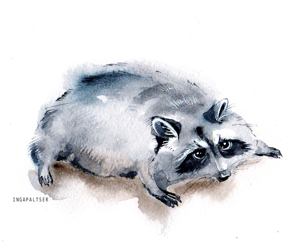 Милые еноты акварелью