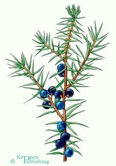 Можжевельник Ботаническая иллюстрация