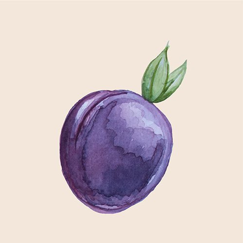 Слива живопись акварель