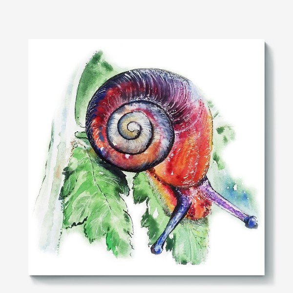 Улитка акварелью