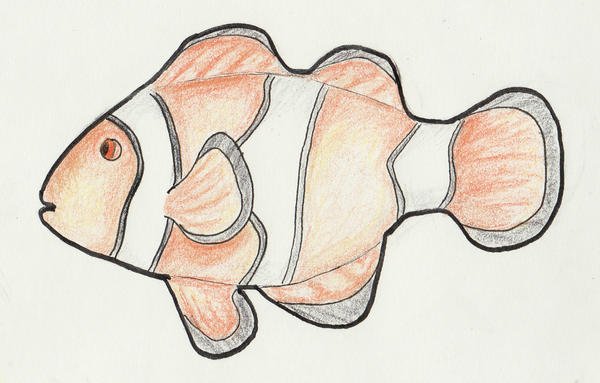 Рыба клоун для рисования