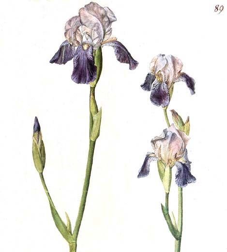 Альбрехт Дюрер Ирис