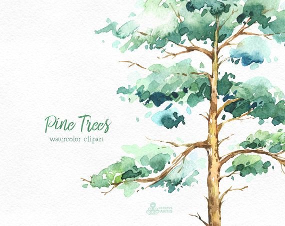 Дерево акварелью сосна