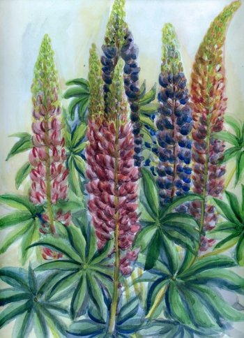 Люпины Ольга Базанова