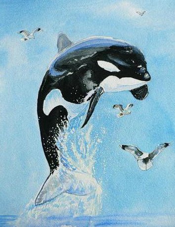 Касатка акрилом