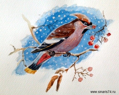 Свиристель птица акварель