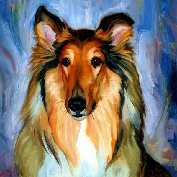 Шотландский колли акварель