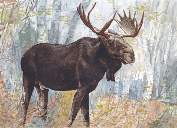 Лось гуашью