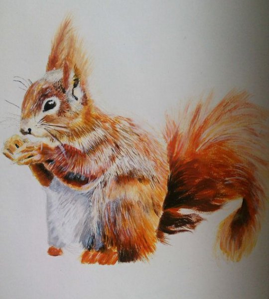 Белка акварелью