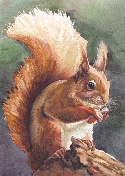 Белка художники анималисты