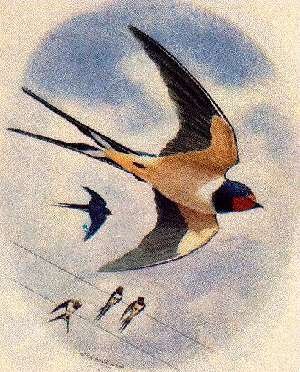 Птенчики акварель