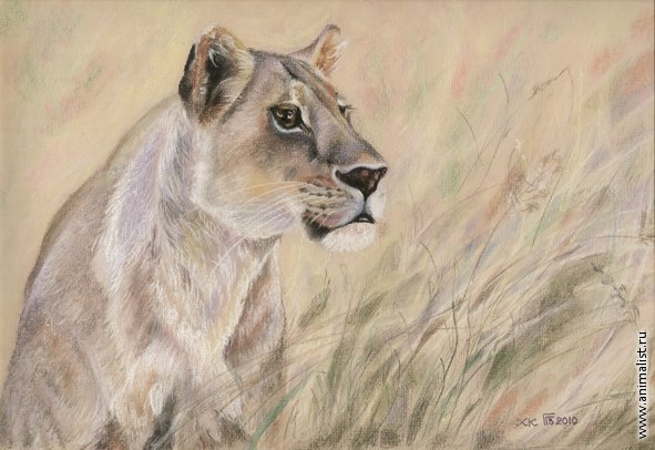 Львица пастелью