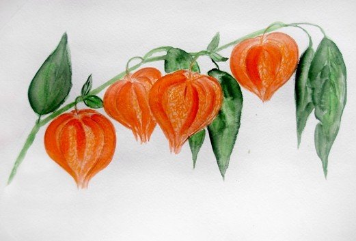 Физалис Королева Малиналько