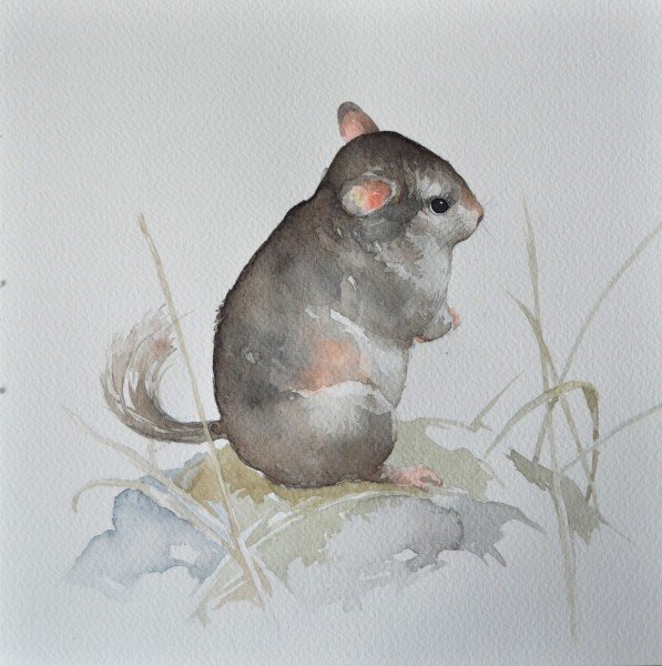 Акварель животные шиншилла