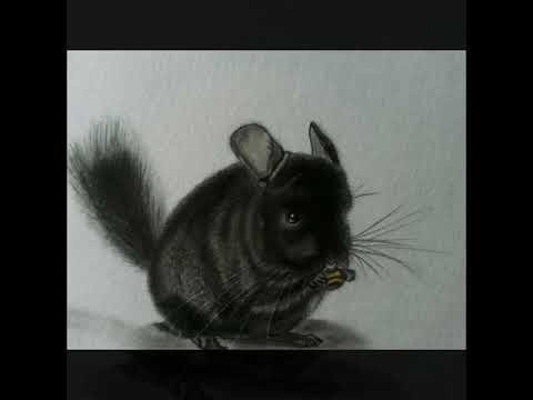 Шиншилла маслом