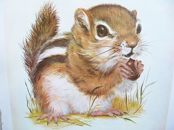 Бурундук гуашью