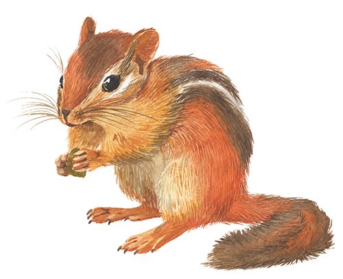 Бурундук рисунок гуашью (38 фото)