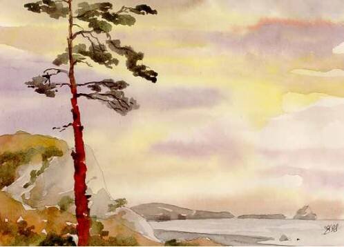 Одинокая сосна акварелью