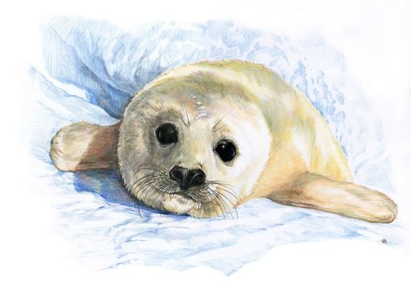 Морской котик рисунок акварель