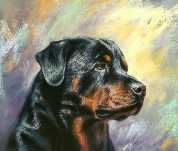 Живопись с собакой ротвейлером