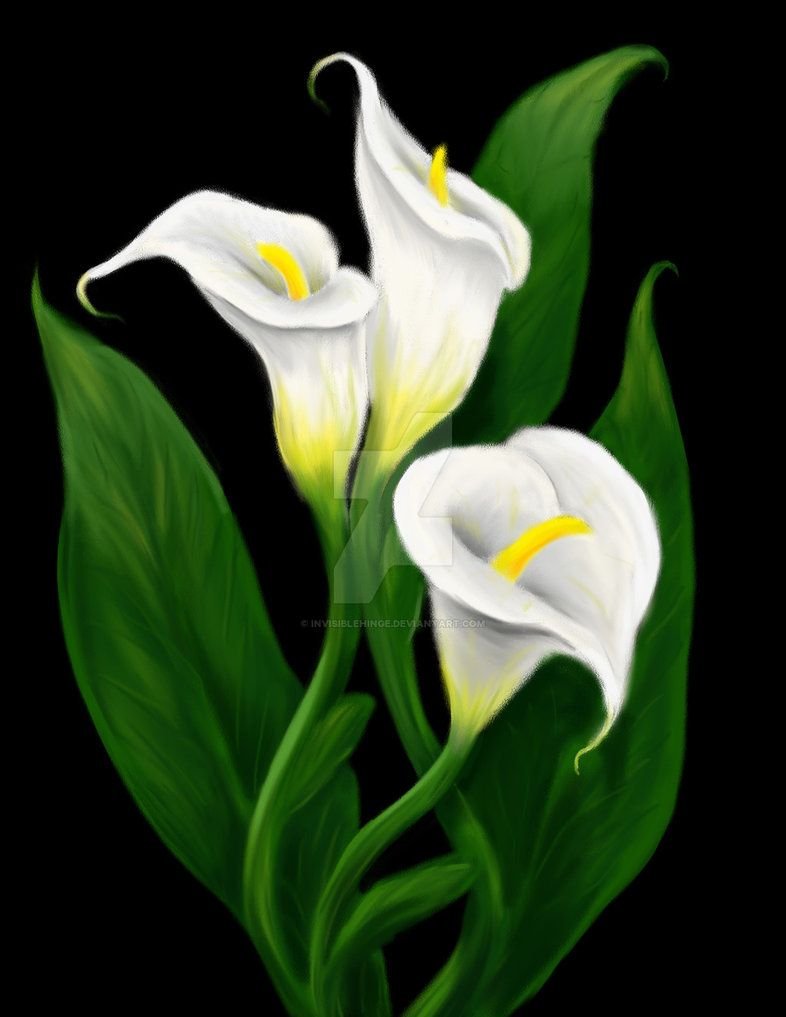 Цветок Калла Лилу