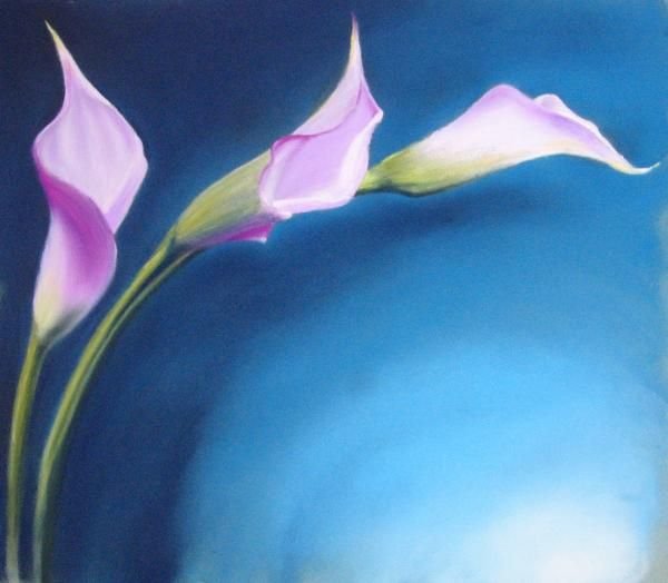 Цветы каллы лилии