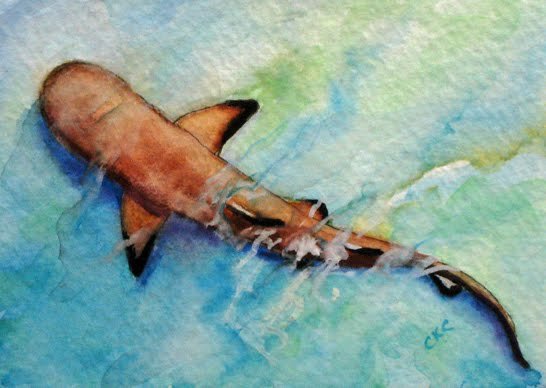 Пресноводная акула акварелью