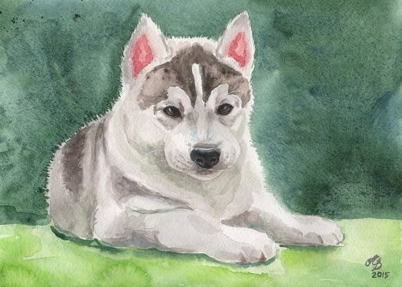 Собака лайка гуашь