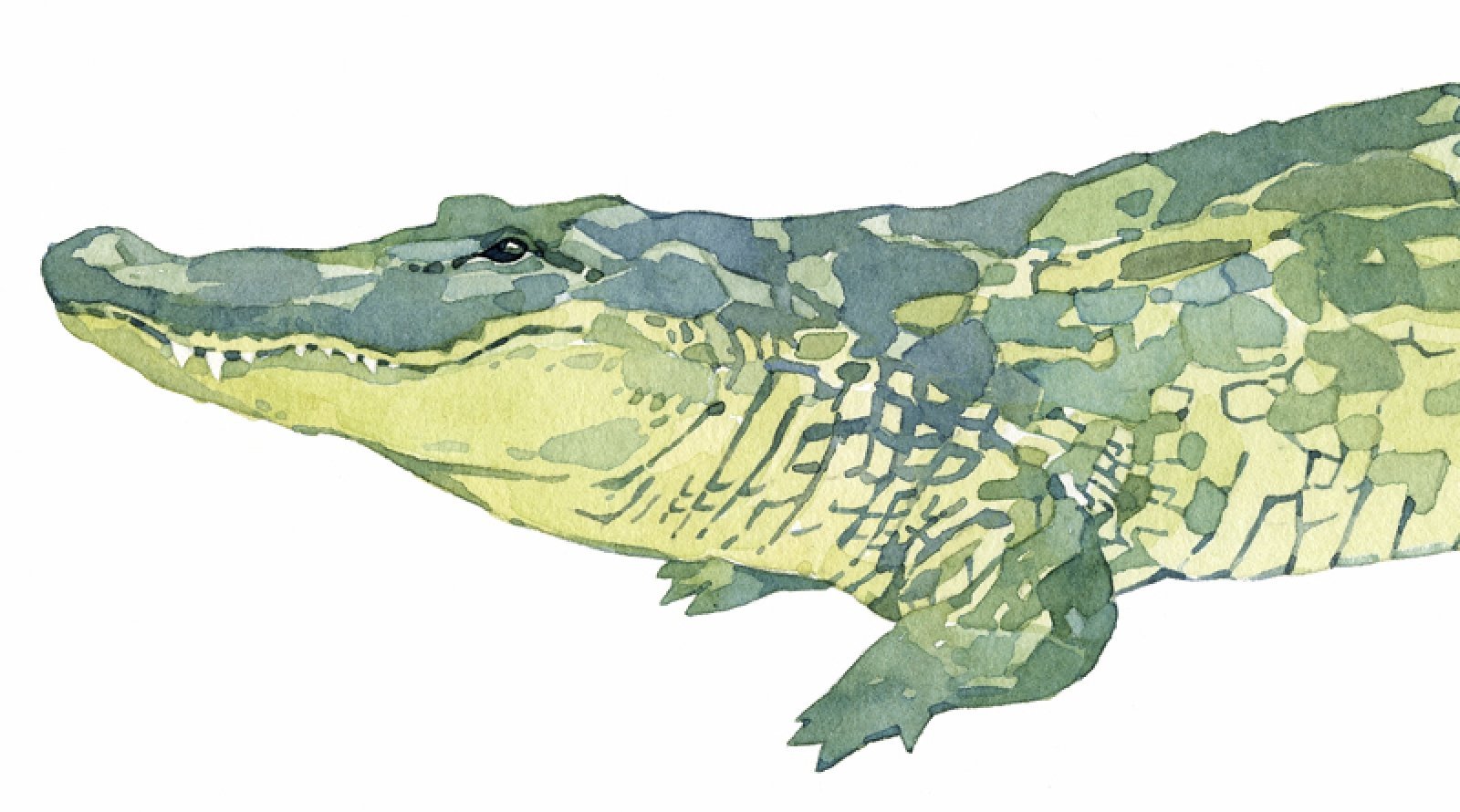 Крокодил акварелью