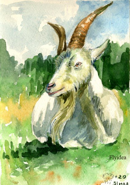 Коза акварель