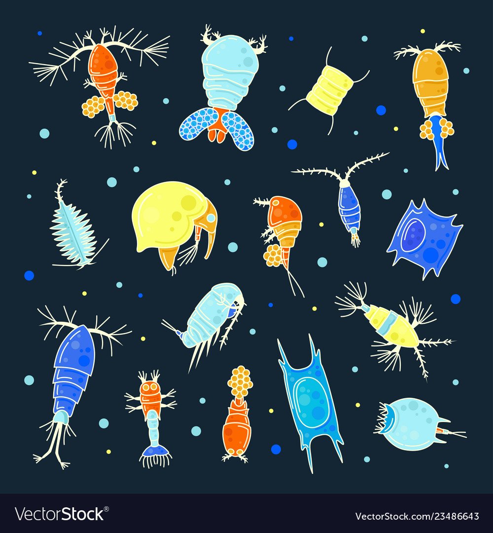 Зоопланктон рисунок