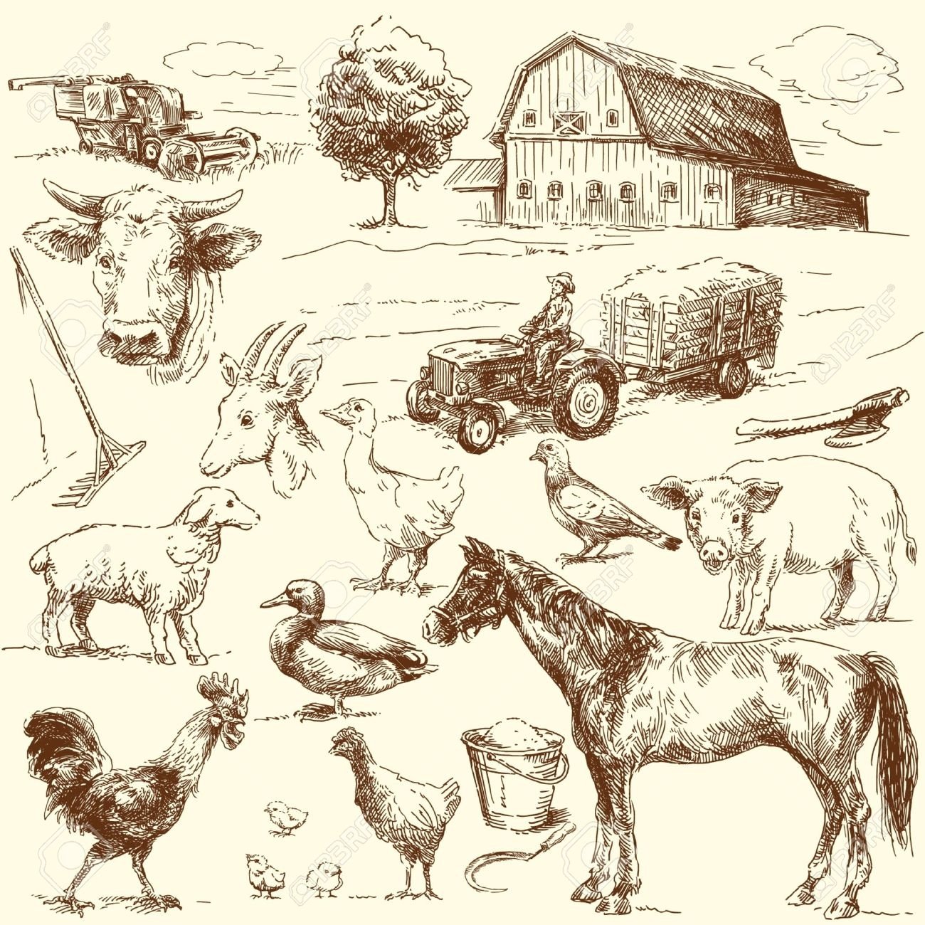 Зарисовки животных в деревне