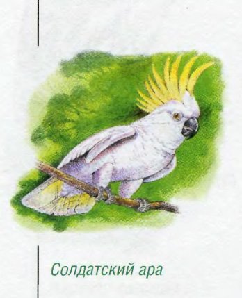 Попугай веселый акварелью