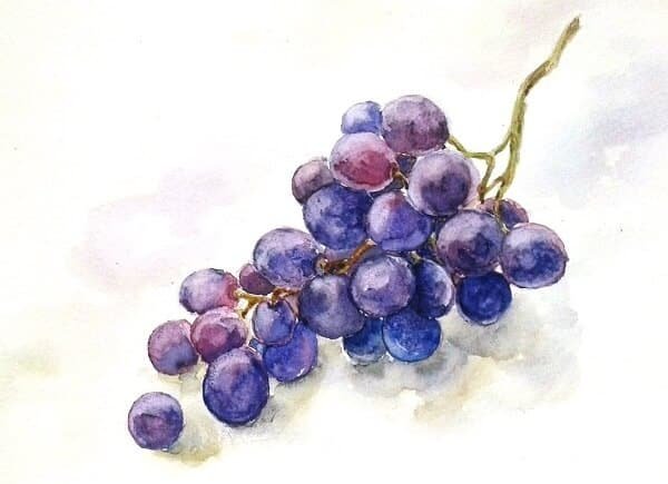 Виноградная гроздь акварелью