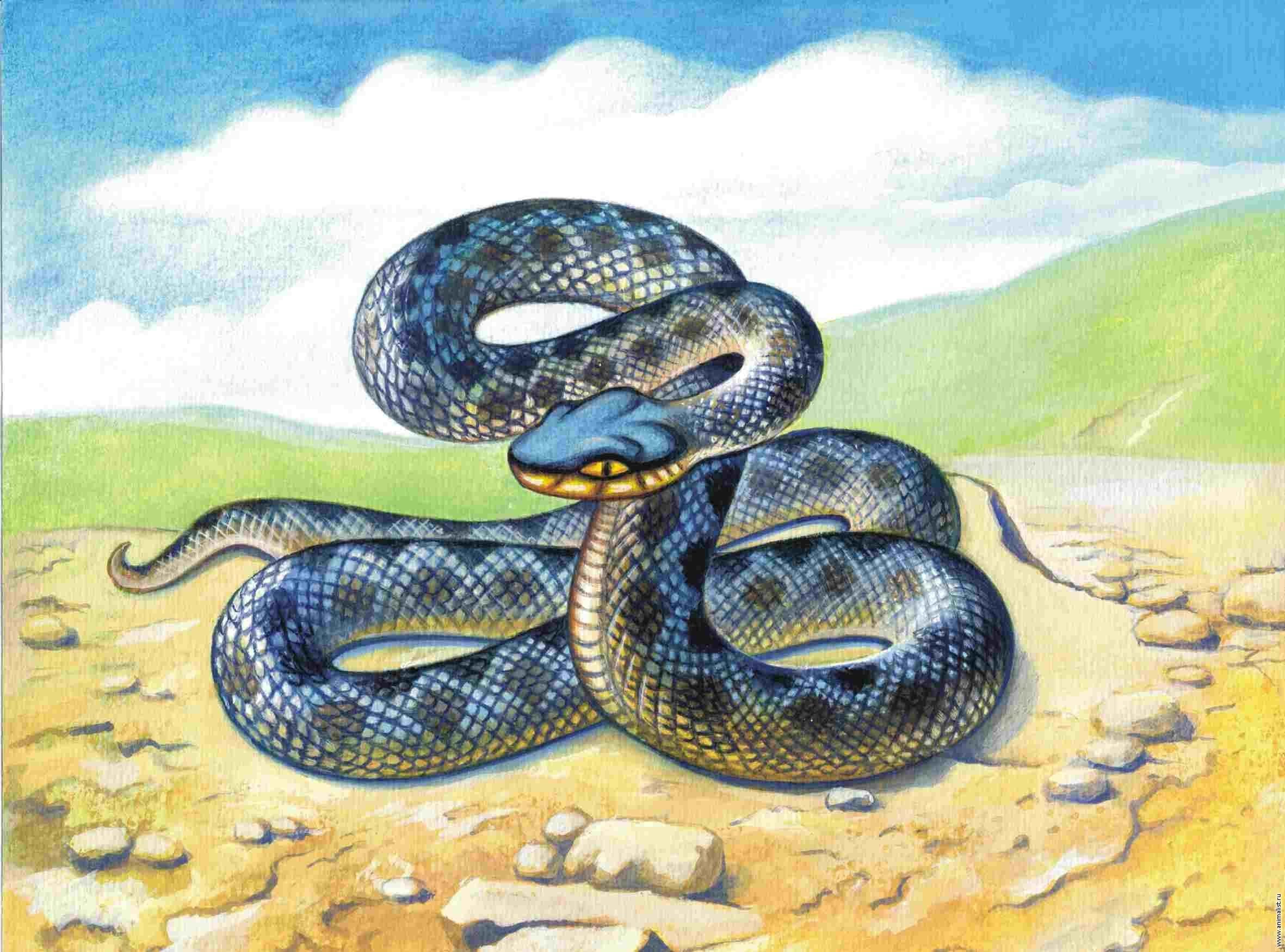 Змея картина